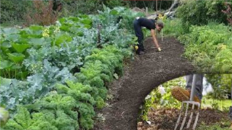 Potager d’automne : préparez le sol pour la période froide